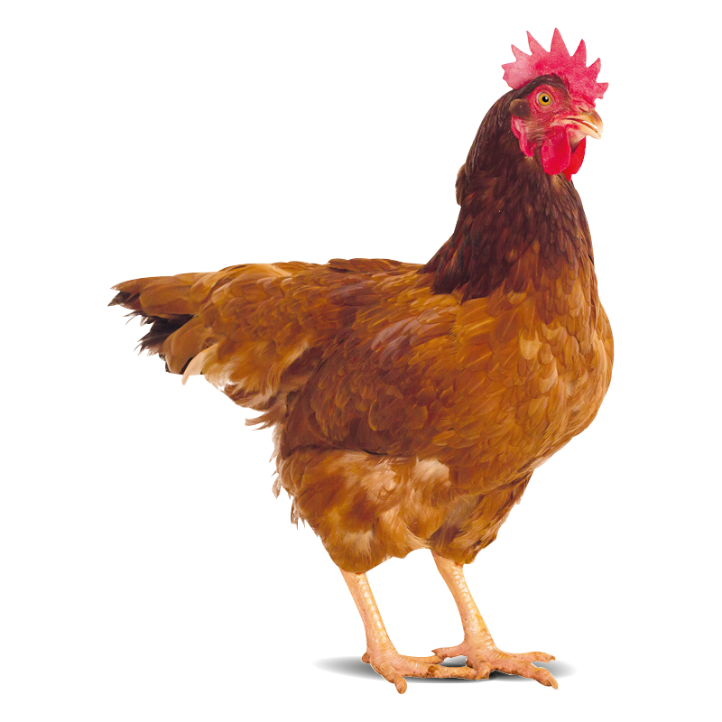 Gallina ovaiola Fattorie Piemonte